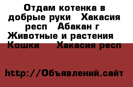 Отдам котенка в добрые руки - Хакасия респ., Абакан г. Животные и растения » Кошки   . Хакасия респ.